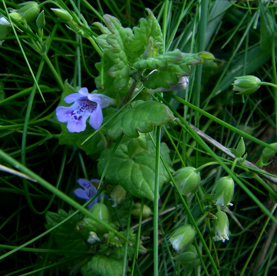 Image of Glechoma hederacea specimen.