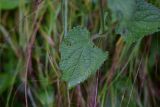 View full-size image Stachys sylvatica