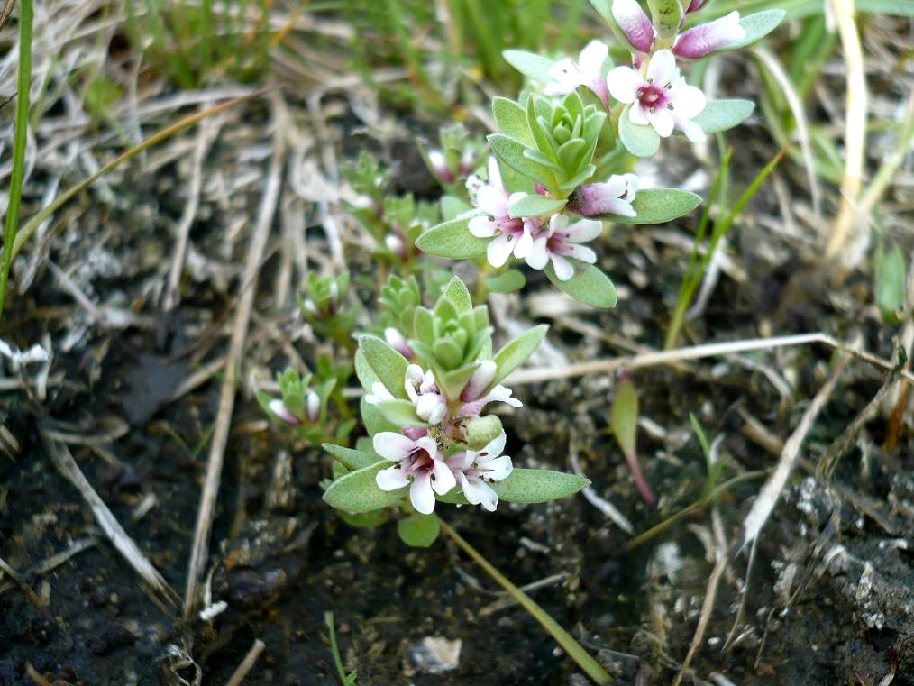 Image of Glaux maritima specimen.