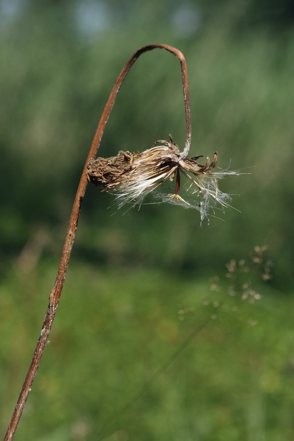 Image of Scorzonera humilis specimen.