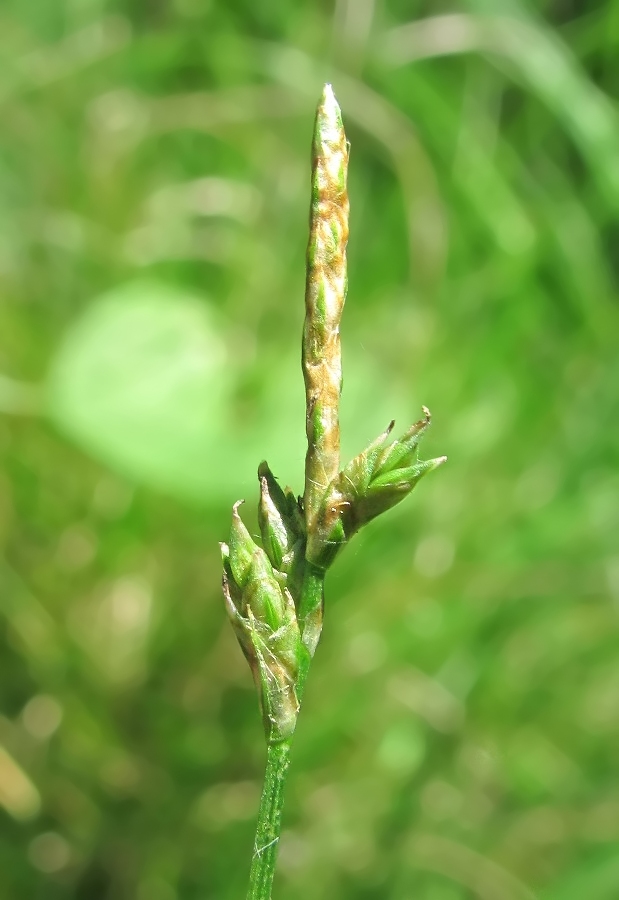 Image of genus Carex specimen.