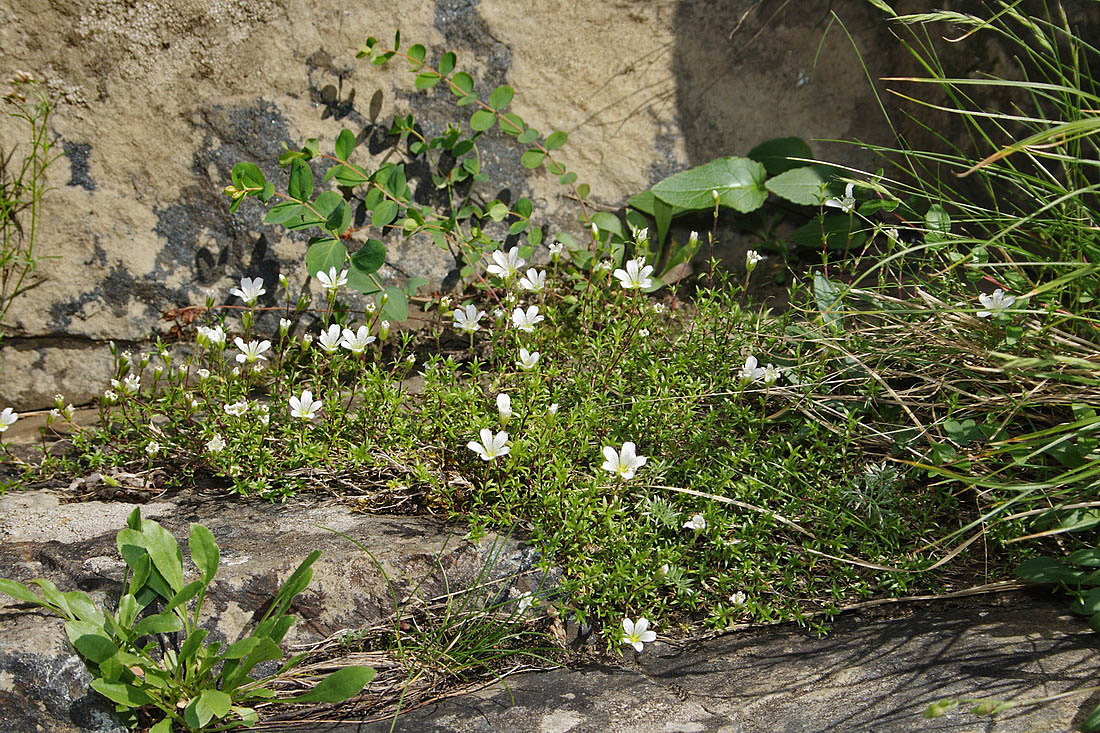 Image of Minuartia imbricata specimen.