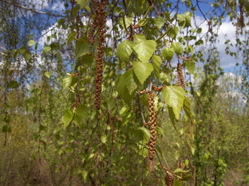 Image of Betula pendula specimen.