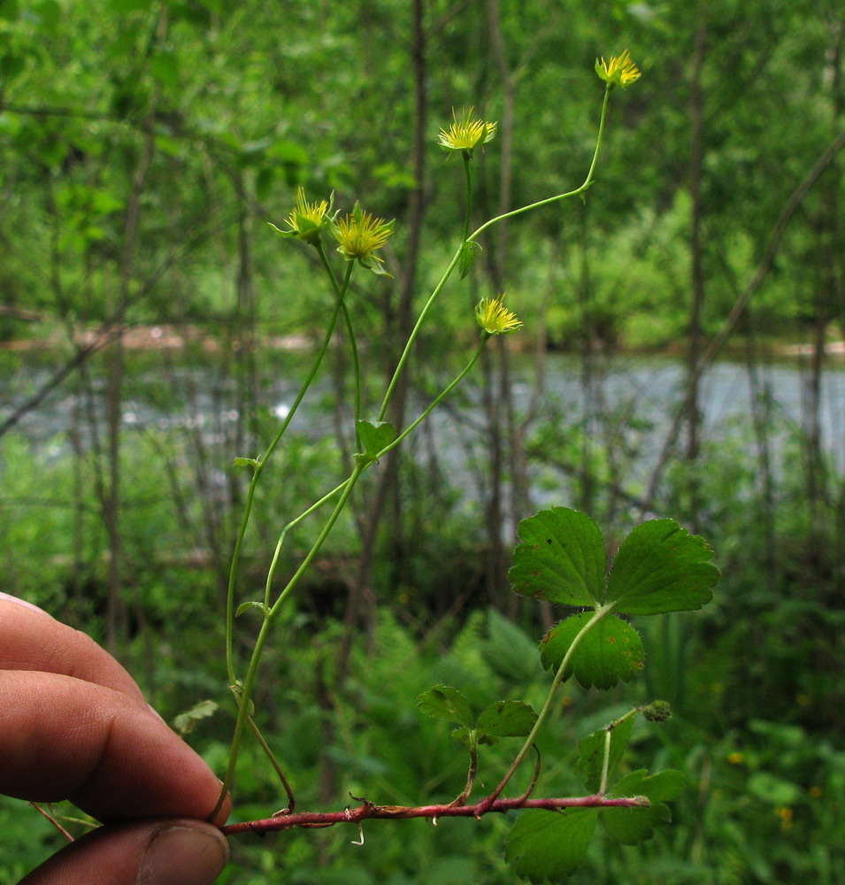 Image of Waldsteinia tanzybeica specimen.