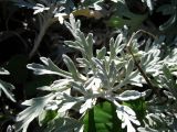 Artemisia stelleriana