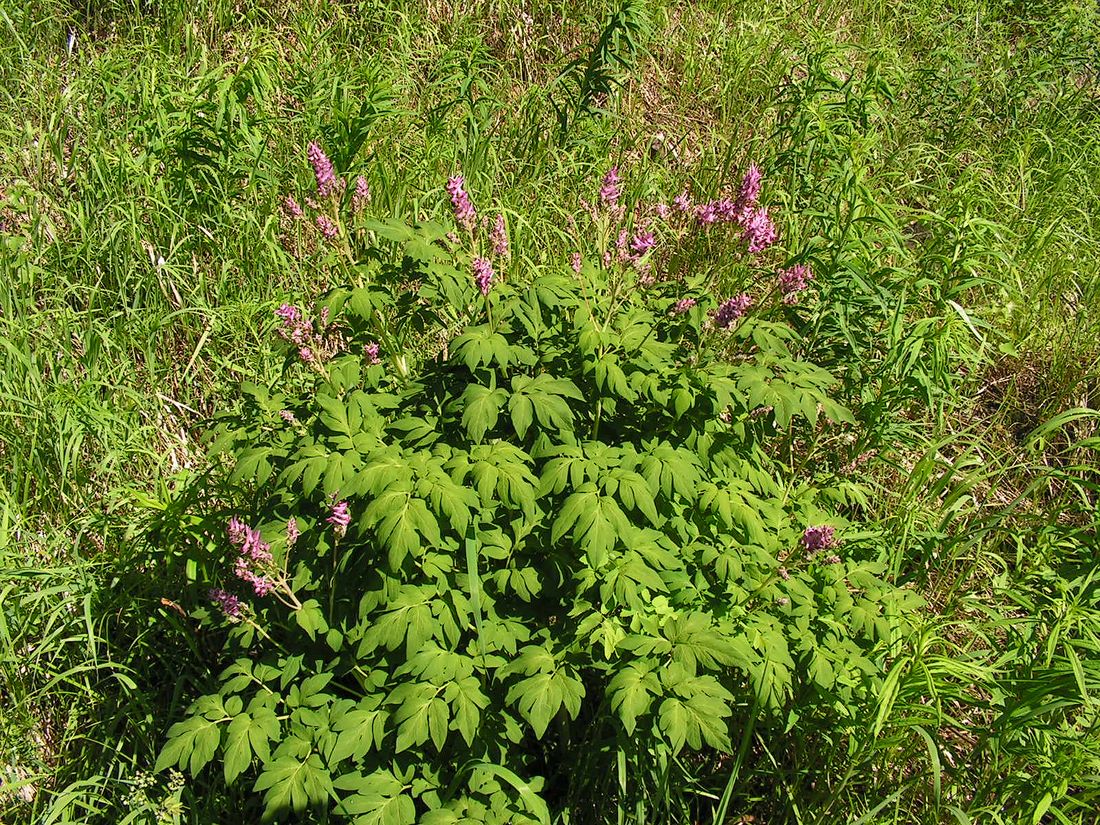 Image of Corydalis multiflora specimen.