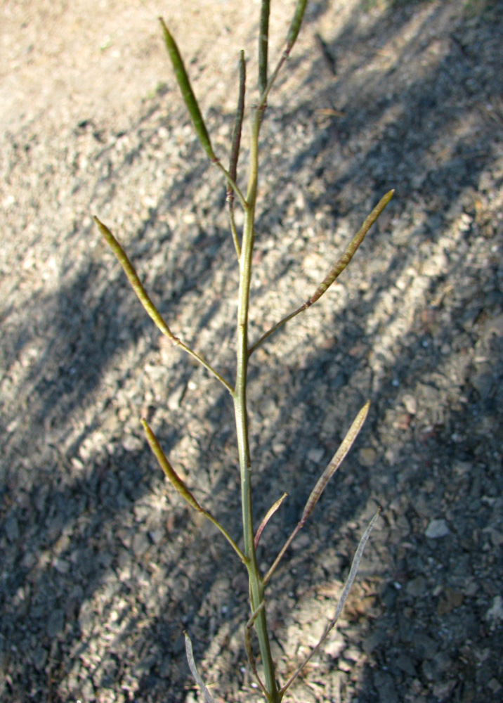 Image of Diplotaxis tenuifolia specimen.