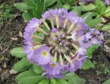 Primula denticulata