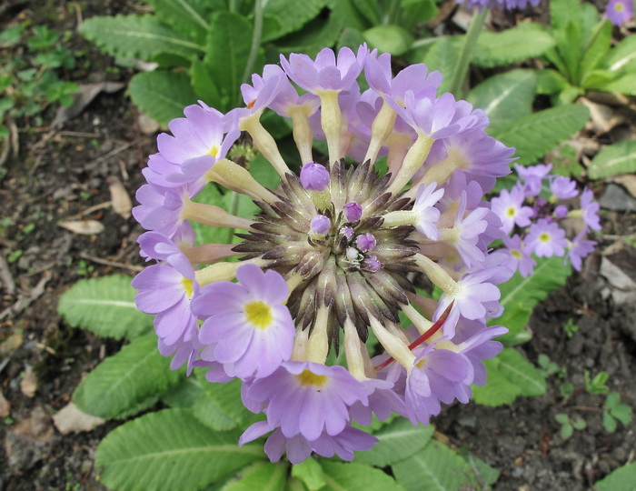 Image of Primula denticulata specimen.