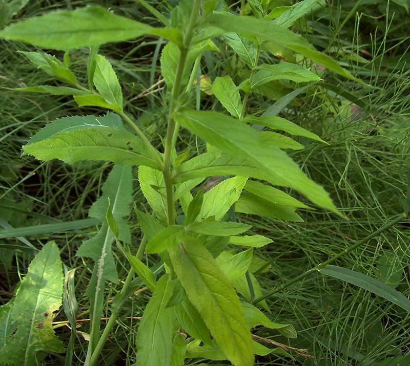 Image of Epilobium hirsutum specimen.