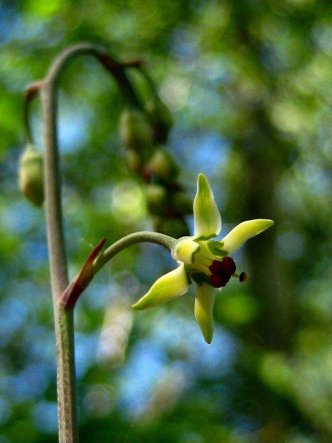 Изображение особи Zigadenus sibiricus.