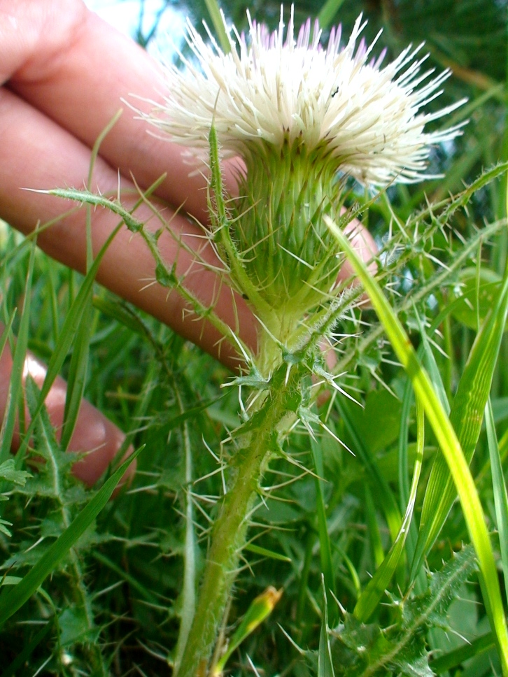 Изображение особи Cirsium rhizocephalum.