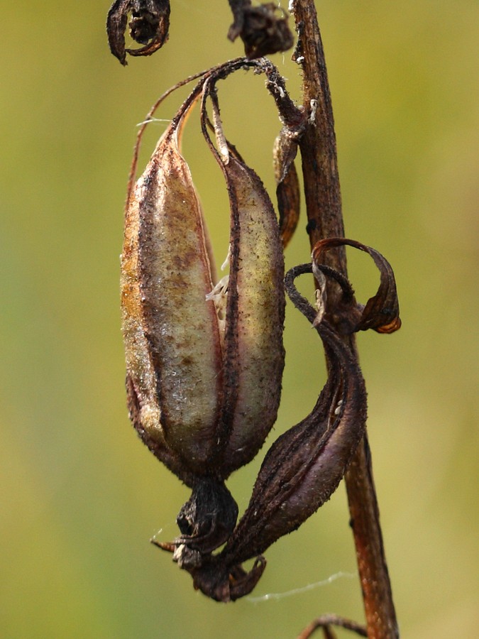 Изображение особи Epipactis palustris.