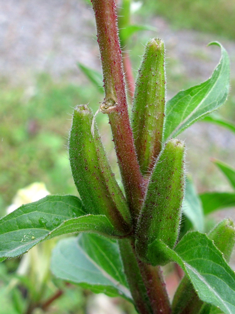 Image of Oenothera rubricaulis specimen.