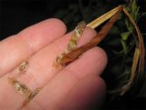Tecomaria capensis. Зрелый лопнувший плод с семенами. Израиль, г. Беэр-Шева, городское озеленение. 17.11.2012.
