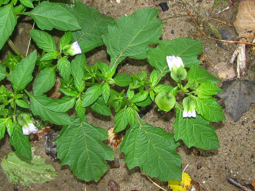 Изображение особи Nicandra physalodes.