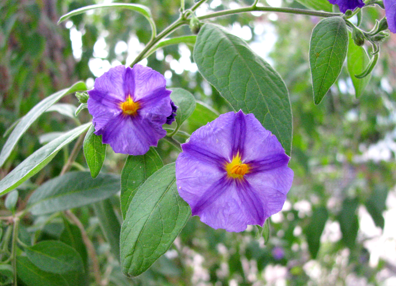 Image of Lycianthes rantonnetii specimen.