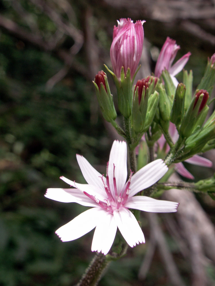 Image of Cicerbita rosea specimen.