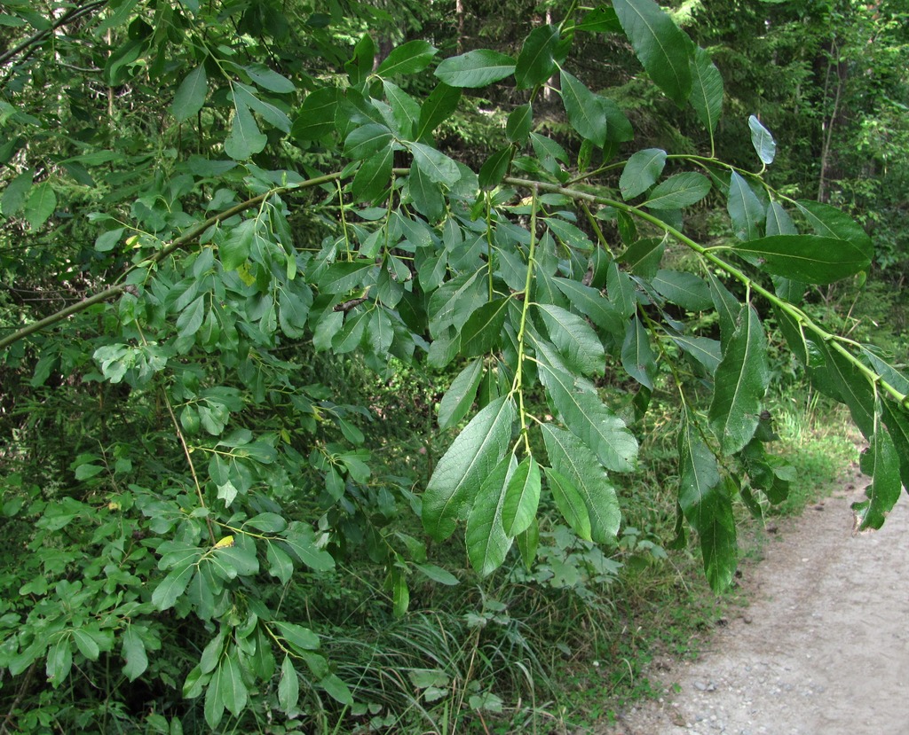 Image of Salix myrsinifolia specimen.