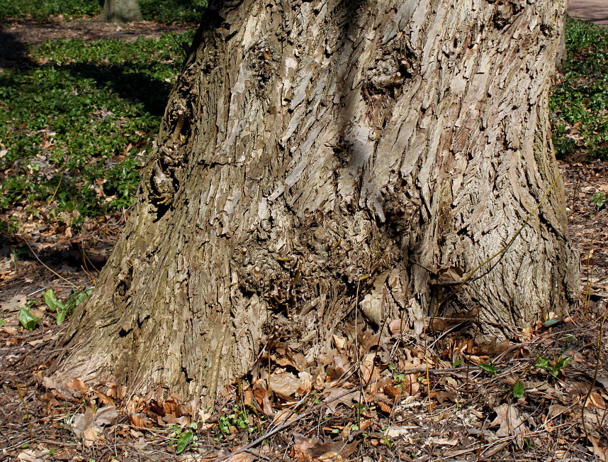 Image of Pterocarya fraxinifolia specimen.