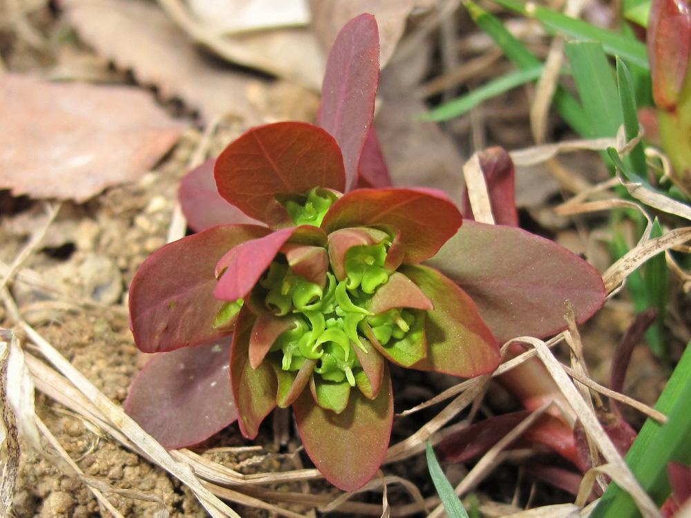 Image of Euphorbia savaryi specimen.