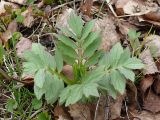 Valeriana sambucifolia. Розетка листьев в начале вегетации. Мурманская обл., Североморский р-н, губа Грязная. 30.05.2009.