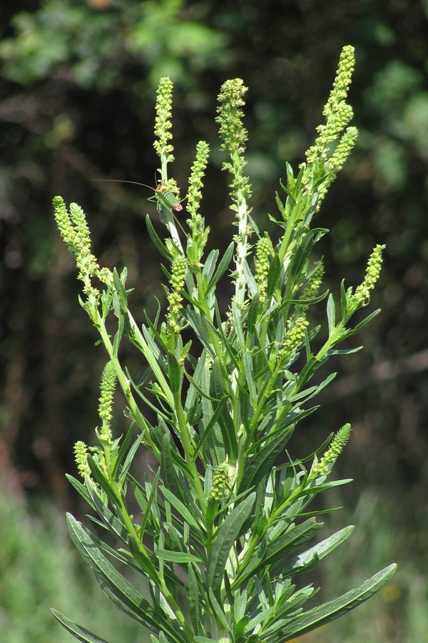 Изображение особи Reseda luteola.