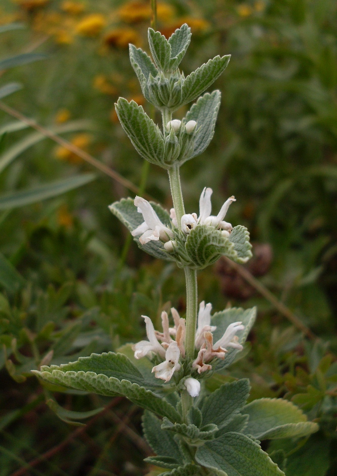 Image of Marrubium praecox specimen.