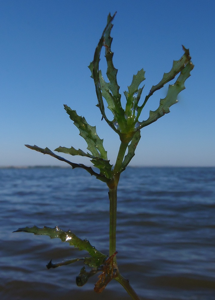 Image of Najas major specimen.