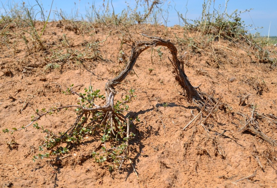 Image of genus Atraphaxis specimen.