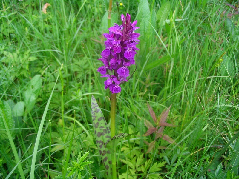 Изображение особи Dactylorhiza majalis.