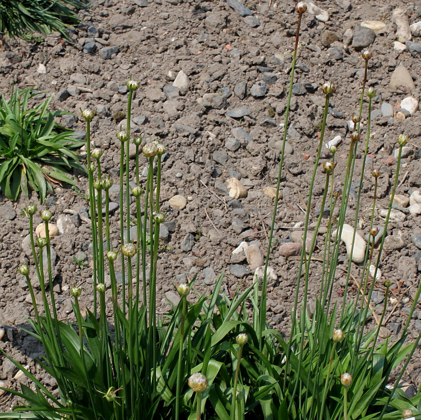 Image of Armeria arenaria specimen.