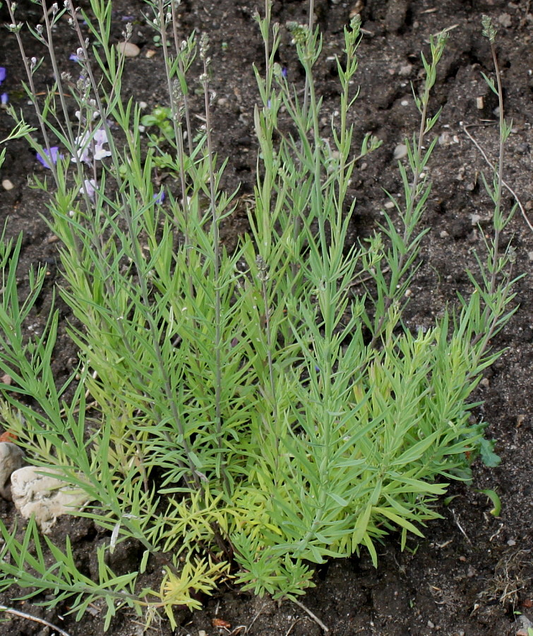 Image of Linaria repens specimen.