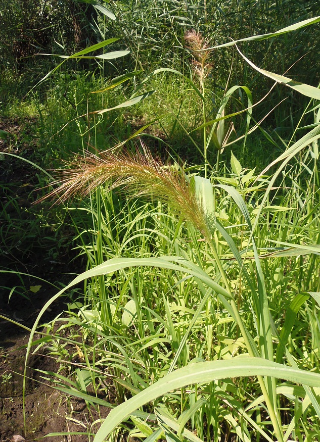 Изображение особи Echinochloa crus-galli.