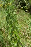 Senecio paludosus