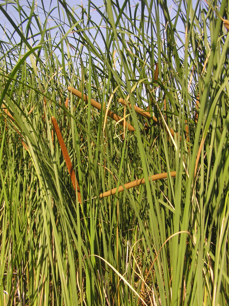 Image of Typha angustifolia specimen.