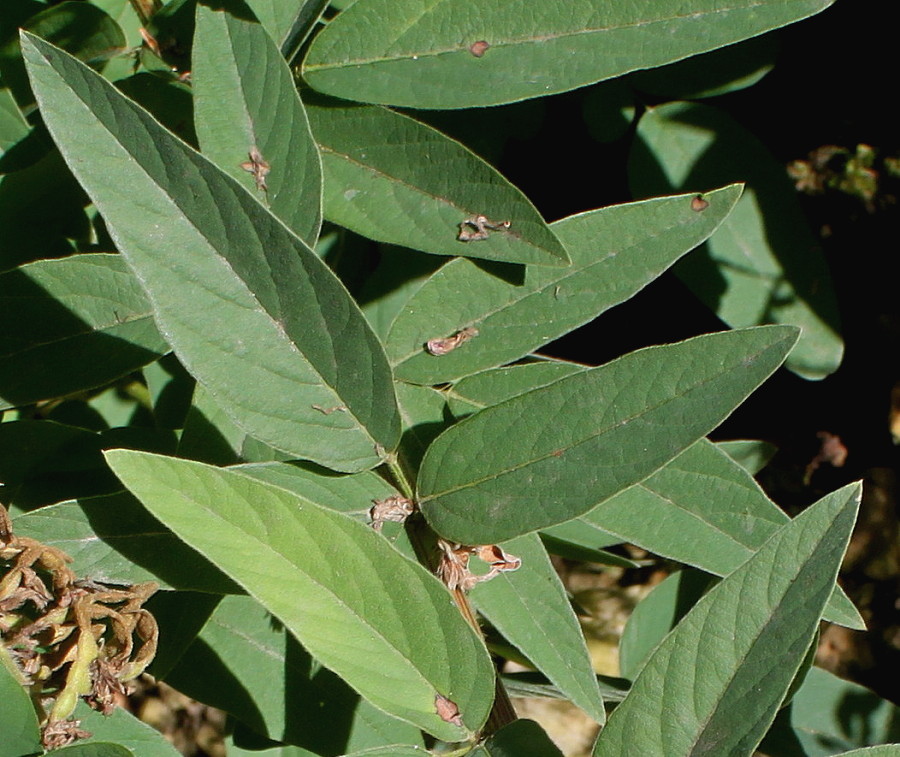 Изображение особи Desmodium obtusum.