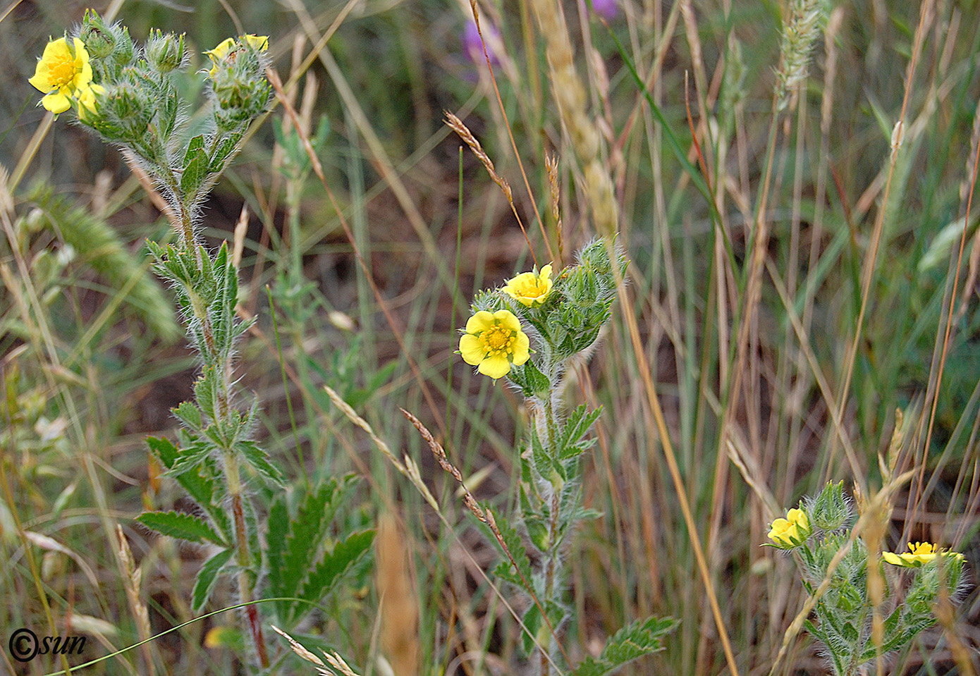 Image of Potentilla recta specimen.