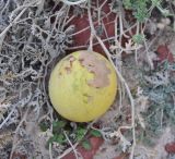Citrullus colocynthis. Зрелый плод. Сокотра, мыс Дихамри, каменистое побережье. 29.12.2013.