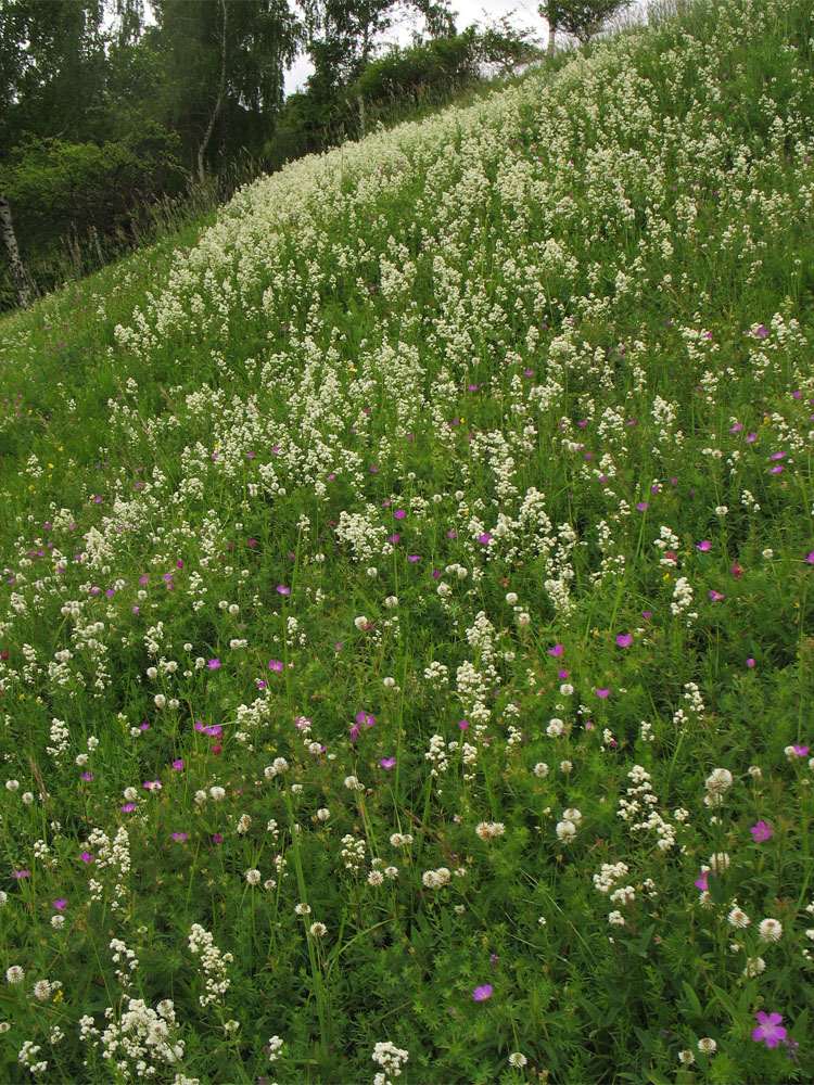 Image of Galium boreale specimen.