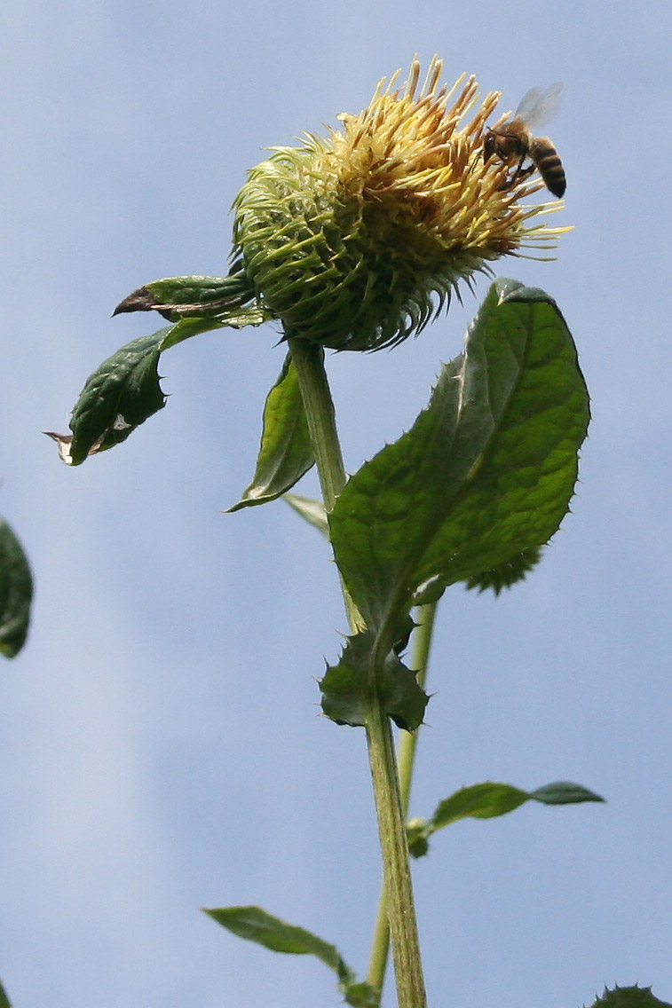 Image of Alfredia cernua specimen.