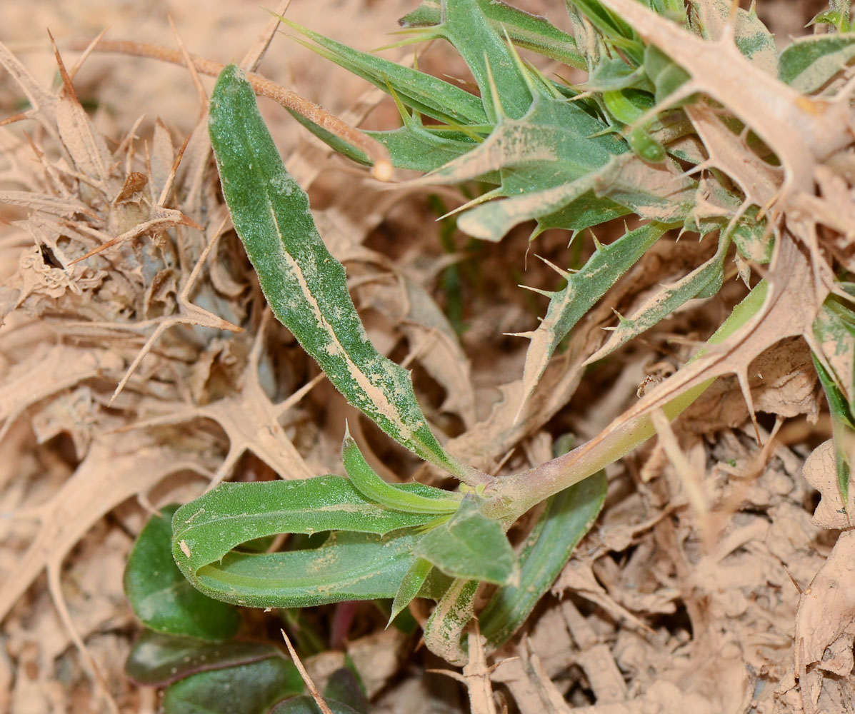 Image of Blepharis attenuata specimen.