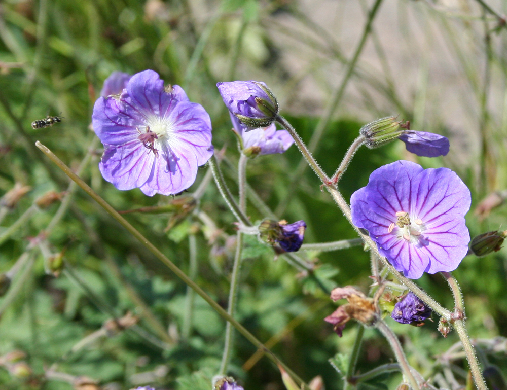 Изображение особи род Geranium.