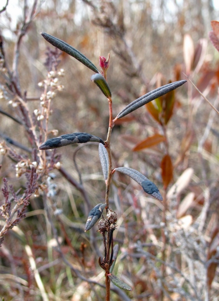 Image of Andromeda polifolia specimen.