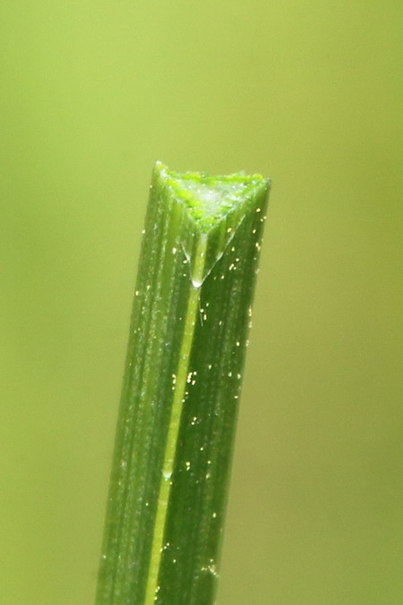 Изображение особи Bolboschoenus planiculmis.