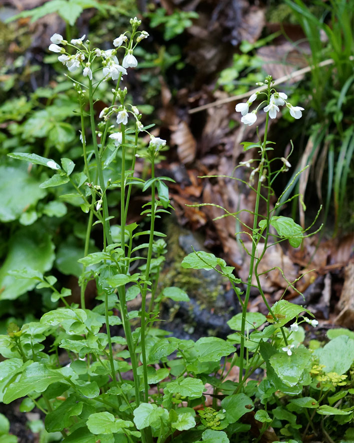 Изображение особи Cardamine tenera.