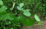Betula pubescens