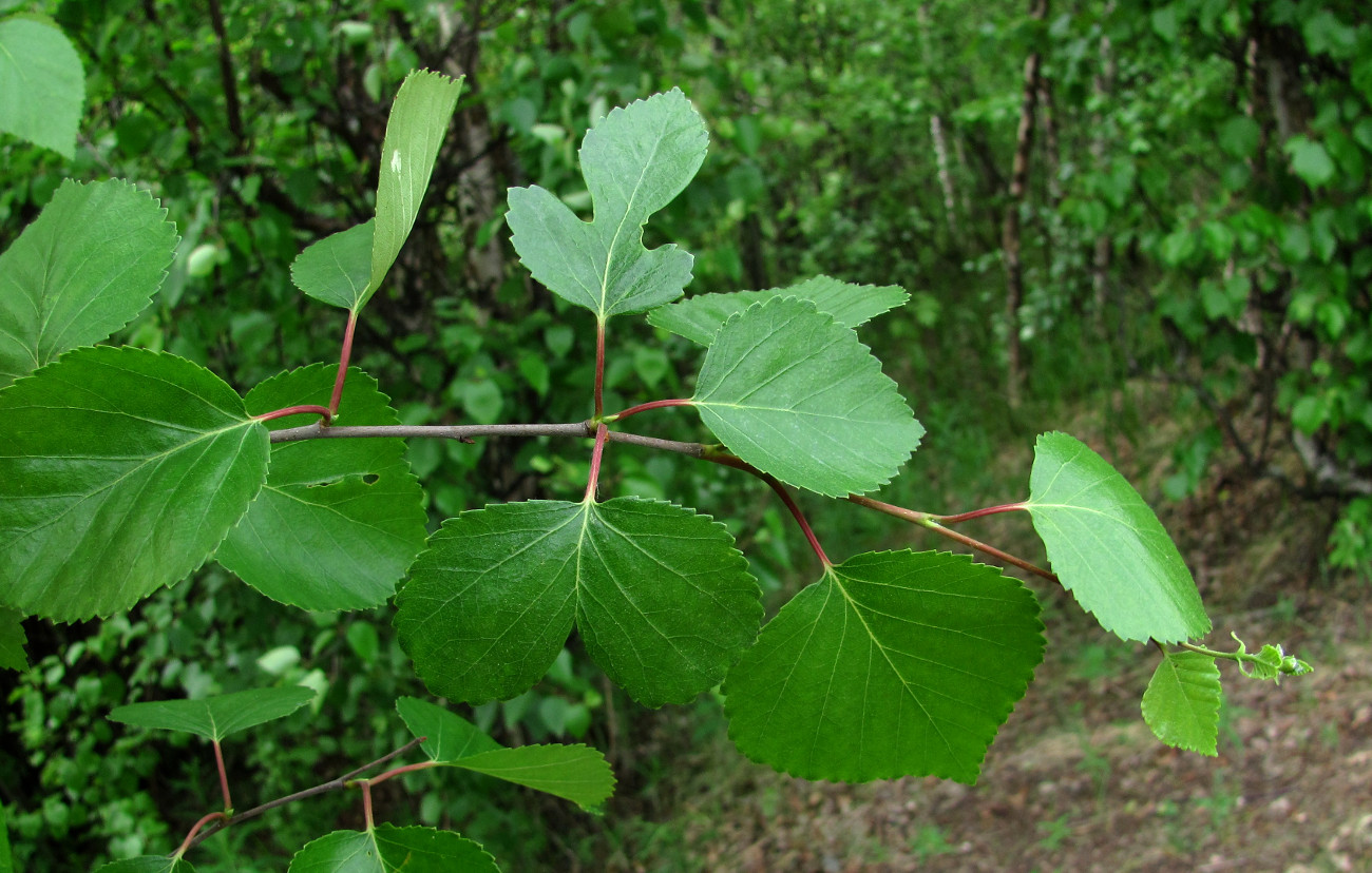 Image of Betula pubescens specimen.