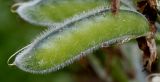 Lupinus polyphyllus. Невызревший плод. Германия, г. Дюссельдорф, Ботанический сад университета. 02.06.2014.