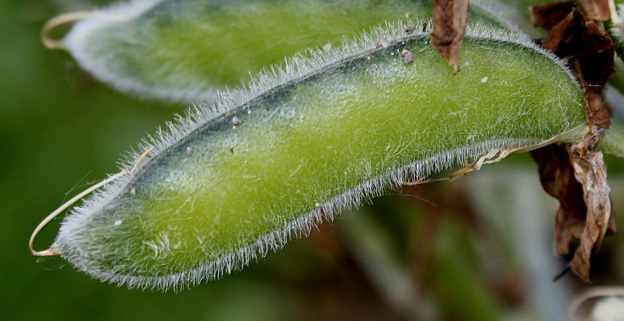 Image of Lupinus polyphyllus specimen.